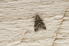 Hygraula