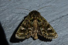 Ichneutica plena