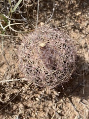 Echinomastus intertextus