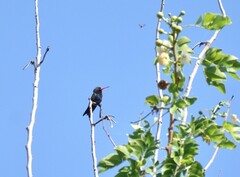 Cynanthus doubledayi