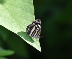 Dynamine postverta mexicana