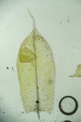 Tetraplodon urceolatus