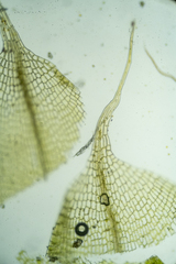 Tetraplodon urceolatus