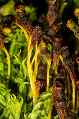 Tetraplodon urceolatus