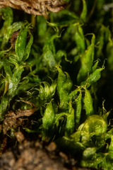 Tetraplodon urceolatus