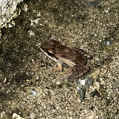 Leptodactylus fuscus