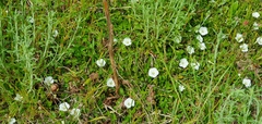Convolvulus waitaha