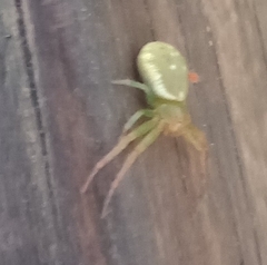 Diaea