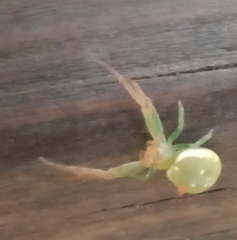 Diaea