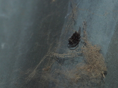 Steatoda borealis