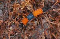 Paederus riparius