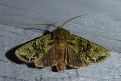 Ichneutica plena