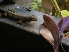 Hemidactylus leschenaultii