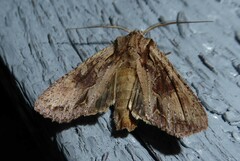 Ichneutica averilla