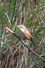 Pomatorhinus musicus