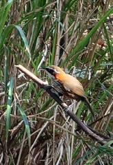 Pomatorhinus musicus