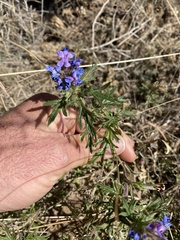 Glandularia wrightii