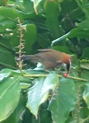 Pomatorhinus musicus