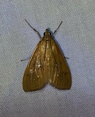 Diastictis