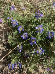 Glandularia wrightii