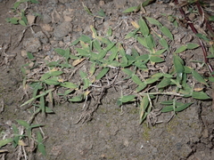 Digitaria henryi