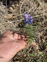 Glandularia wrightii
