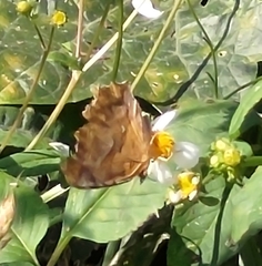 Polygonia c-aureum lunulata