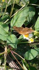 Polygonia c-aureum lunulata