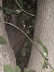 Procyon lotor psora