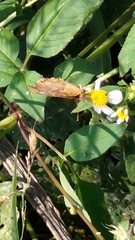Polygonia c-aureum lunulata