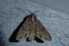 Ichneutica ustistriga
