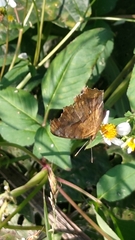 Polygonia c-aureum lunulata