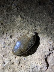 Hydrophilus senegalensis