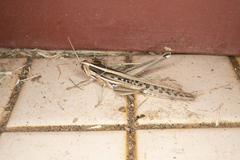 Austracris guttulosa