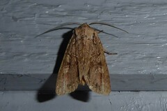 Ichneutica averilla