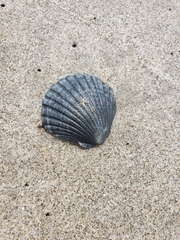 Pecten novaezelandiae