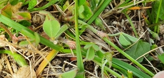 Trifolium striatum