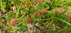 Trifolium striatum