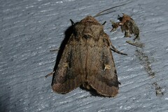 Proteuxoa tetronycha