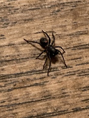Trachelidae