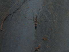 Anopheles punctipennis