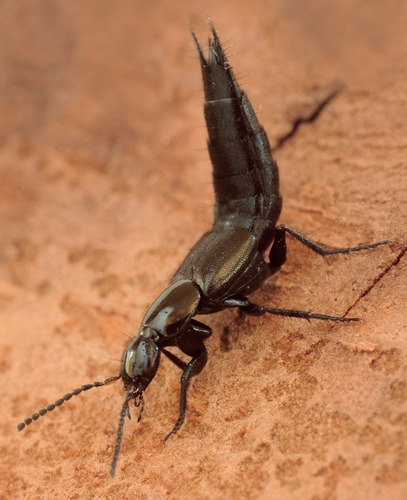 Philonthus cognatus, photo 4 of 7
