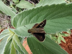 Pelopidas mathias