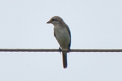 Lanius isabellinus