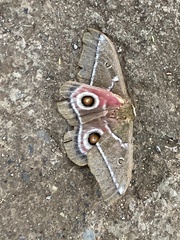 Gonimbrasia belina