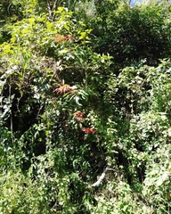 Euphorbia pulcherrima