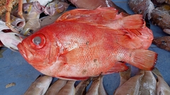 Pristigenys serrula