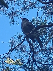 Hypsipetes borbonicus