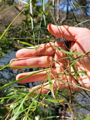 Acacia longissima