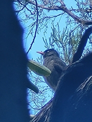 Hypsipetes borbonicus